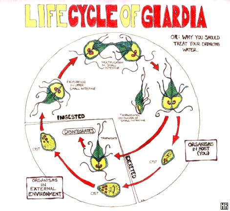 Giardia recovery, Tiens Giardia kezelés