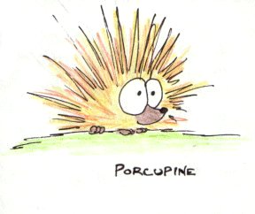 cartoon porcupine