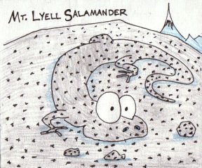 cartoon salamander