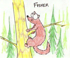 cartoon fisher