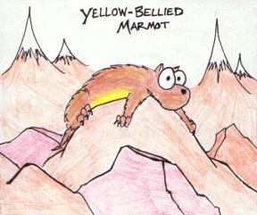 cartoon yellow-bellied marmot