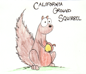 cartoon squirrel