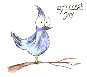 cartoon steller's jay