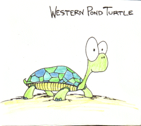 Animation Turtle